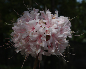 Aromi's Spring Sensation Deciduous Azalea, Rhododendron x 'Spring Sensation'